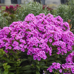 Phlox Prismatic Pink