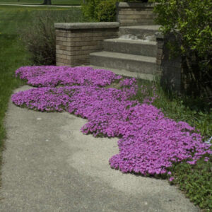 Phlox Red Wing Creeping