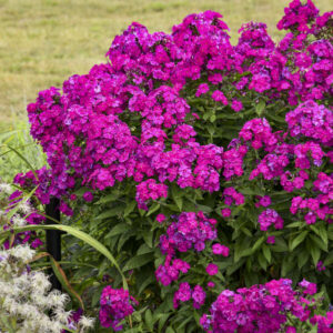 Phlox Ultraviolet