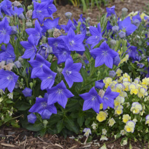 Platycodon Sentimental Blue