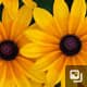 Rudbeckia Indian Summer