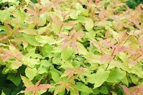 Diervilla Kodiak Fresh