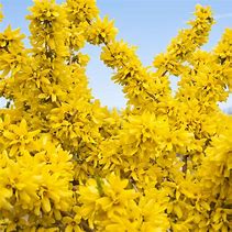 Forsythia Show Off #3 pot