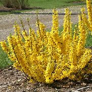 Forsythia Show Off Sugar Baby
