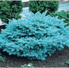 Globe Blue Spruce #7 pot