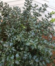 Holly Blue Prince #3 pot