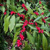 Holly Winterberry Red