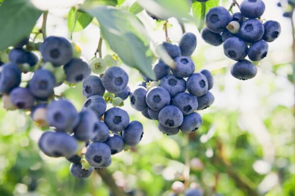 Blueberry Elliott #3