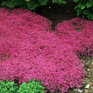 Thymus Creeping Coccineus Red #1 Pot