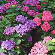 Hydrangea Can Do!