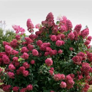 Hydrangea Firelight