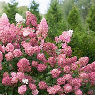 Hydrangea Firelight Tidbit #3 pot