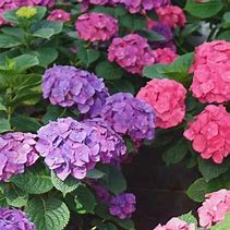 Hydrangea Let’s Dance Big Band