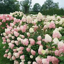 Hydrangea Limelight #10 pot