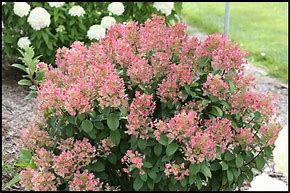 Hydrangea Little Quickfire #10