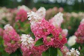 Hydrangea Pinky Winky #10 pot