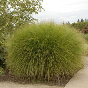Miscanthus Gracillimus #2 pot