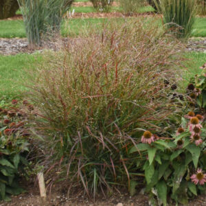 Grass Panicum Red Flame