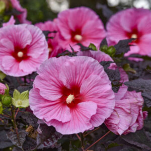 Hibiscus Edge of Night