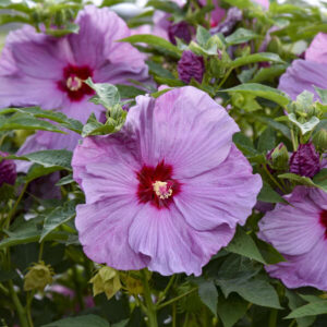 Hibiscus Lilac Crush