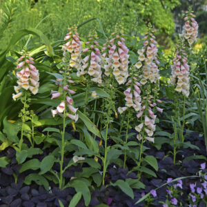 Digitalis Dalmatian Peach