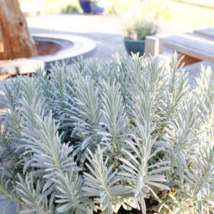 Lavender Sensational