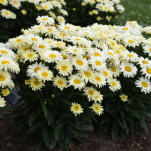 Leucanthemum Banana Cream II