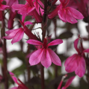 Lobelia Starship Rose