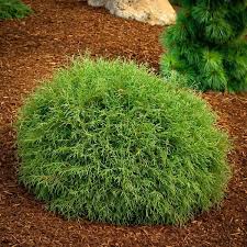 Arborvitae Mr Bowling Ball