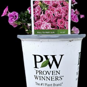 Proven Winners 4.5" Annuals