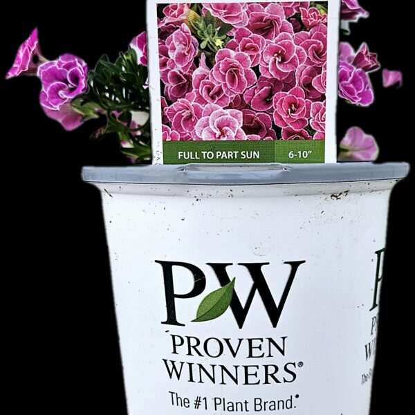 Proven Winners 4.5" Annuals