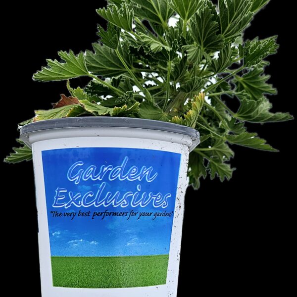 Garden Exclusives Premium Annual 4.5" Pot