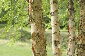 Birch River #20 pot