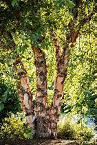 Birch River 10/12 ft multi stem