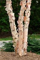 Birch River multi stem 8/10 ft