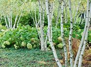 Birch Whitespire clump #10 pot