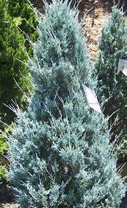 Juniper Wichita Blue 6ft B&B