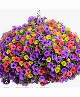 10" Hanging Basket