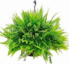10" Boston Fern Basket