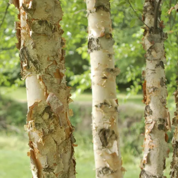 Birch tree