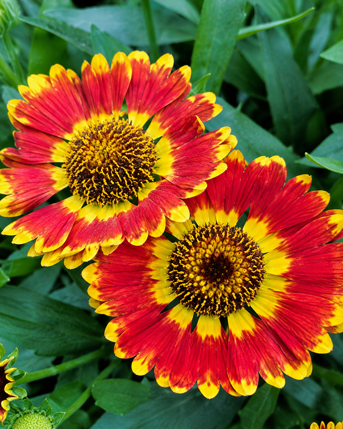 helenium-fuego