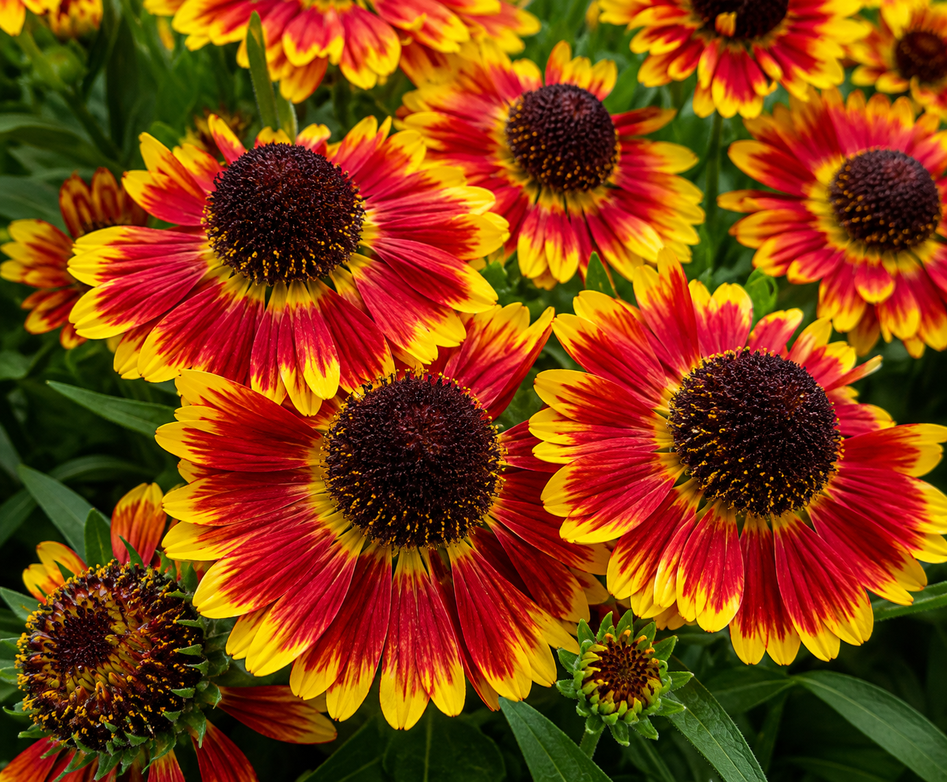 helenium-mariachi-bandera Landscaping