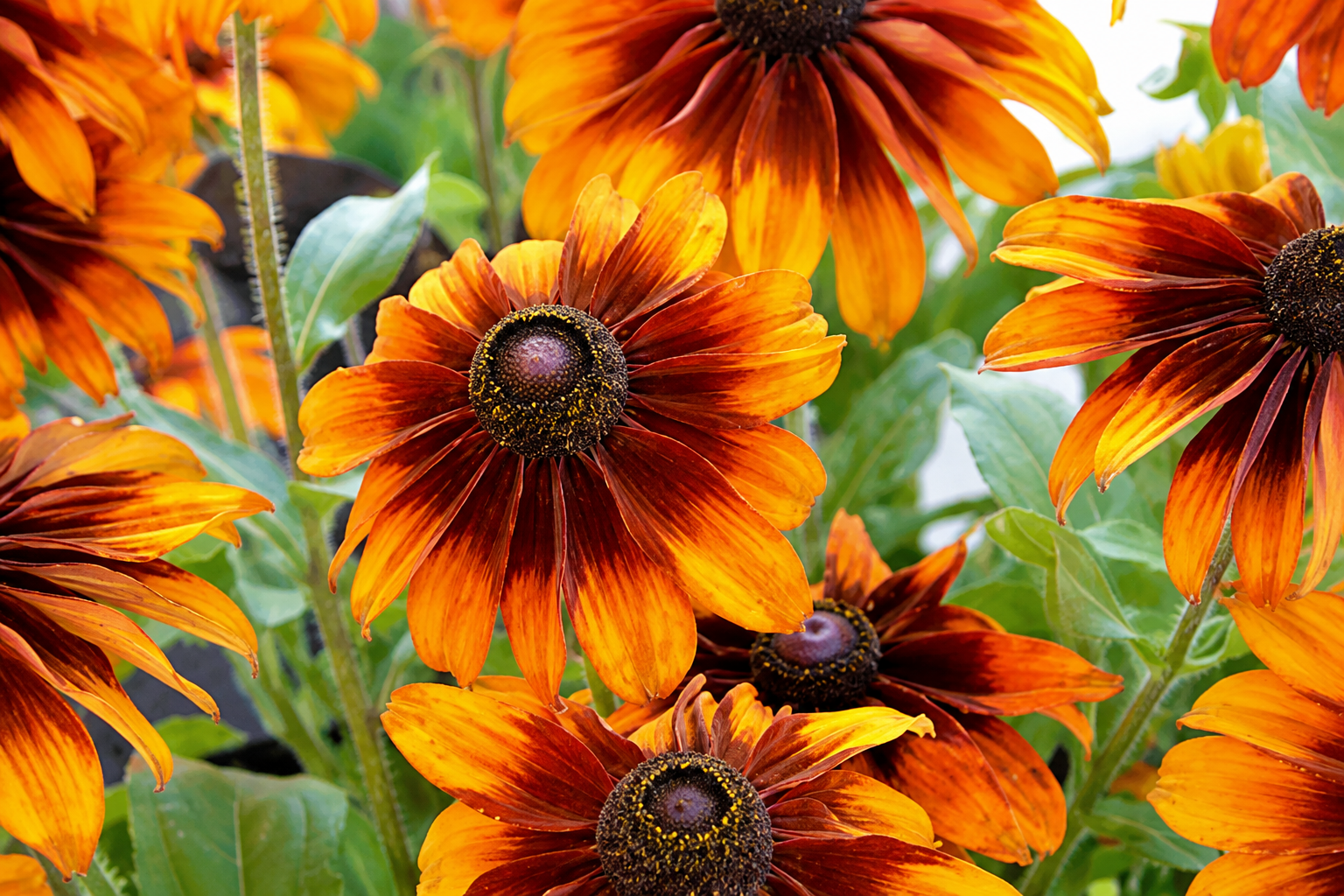 rudbeckia-chocolate-orange Rudbeckia Chocolate Orange